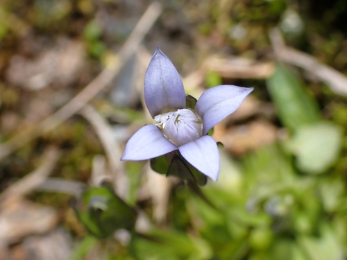 Dane's dwarf gentian (Comastoma tenellum)
