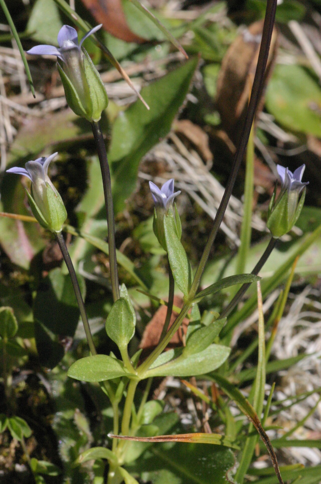 Dane's dwarf gentian: Comastoma tenellum