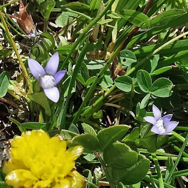 Dane's dwarf gentian (Comastoma tenellum)