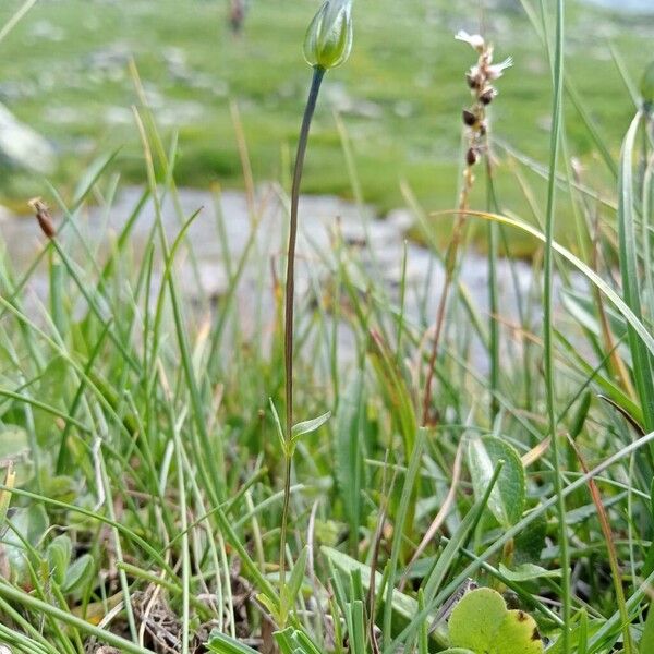 Dane's dwarf gentian (Comastoma tenellum)