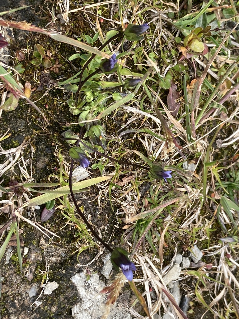 Dane's dwarf gentian (Comastoma tenellum)