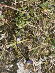 Dane's dwarf gentian (Comastoma tenellum)
