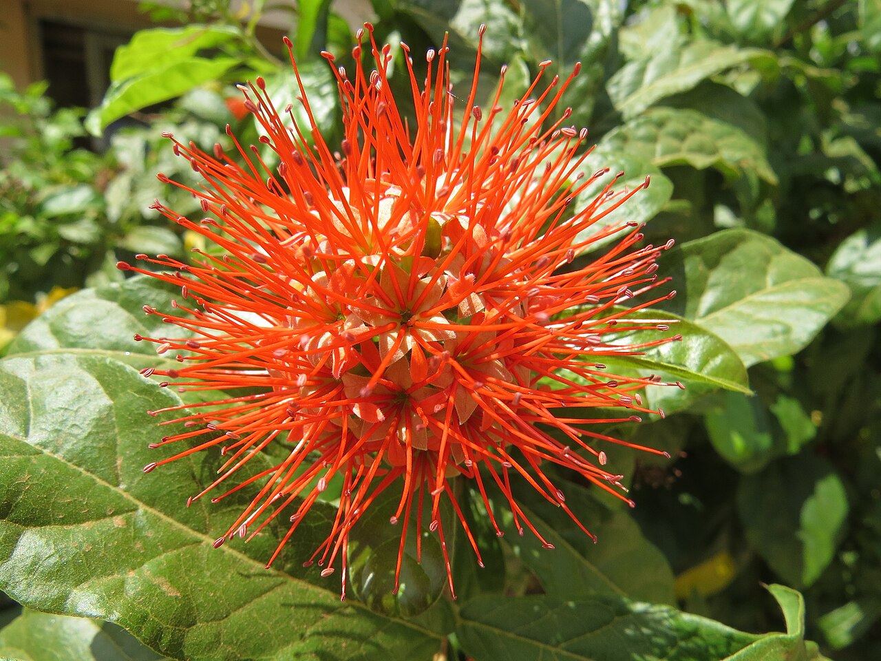 Combretum constrictum: Photos from Thenmala and South India tour 2014 by Vinayaraj