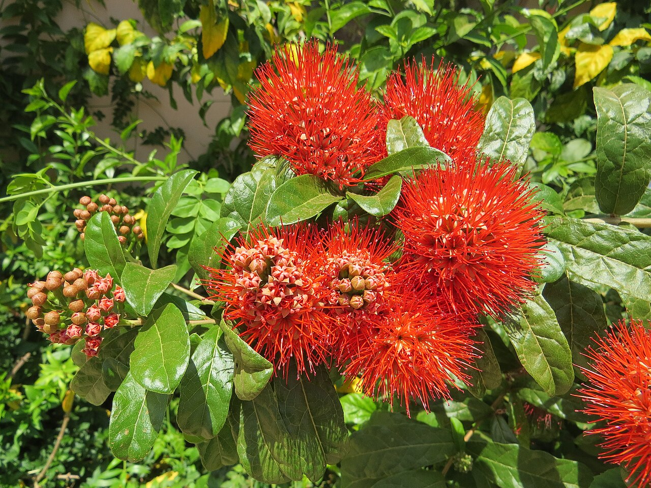 Combretum constrictum: Photos from Thenmala and South India tour 2014 by Vinayaraj