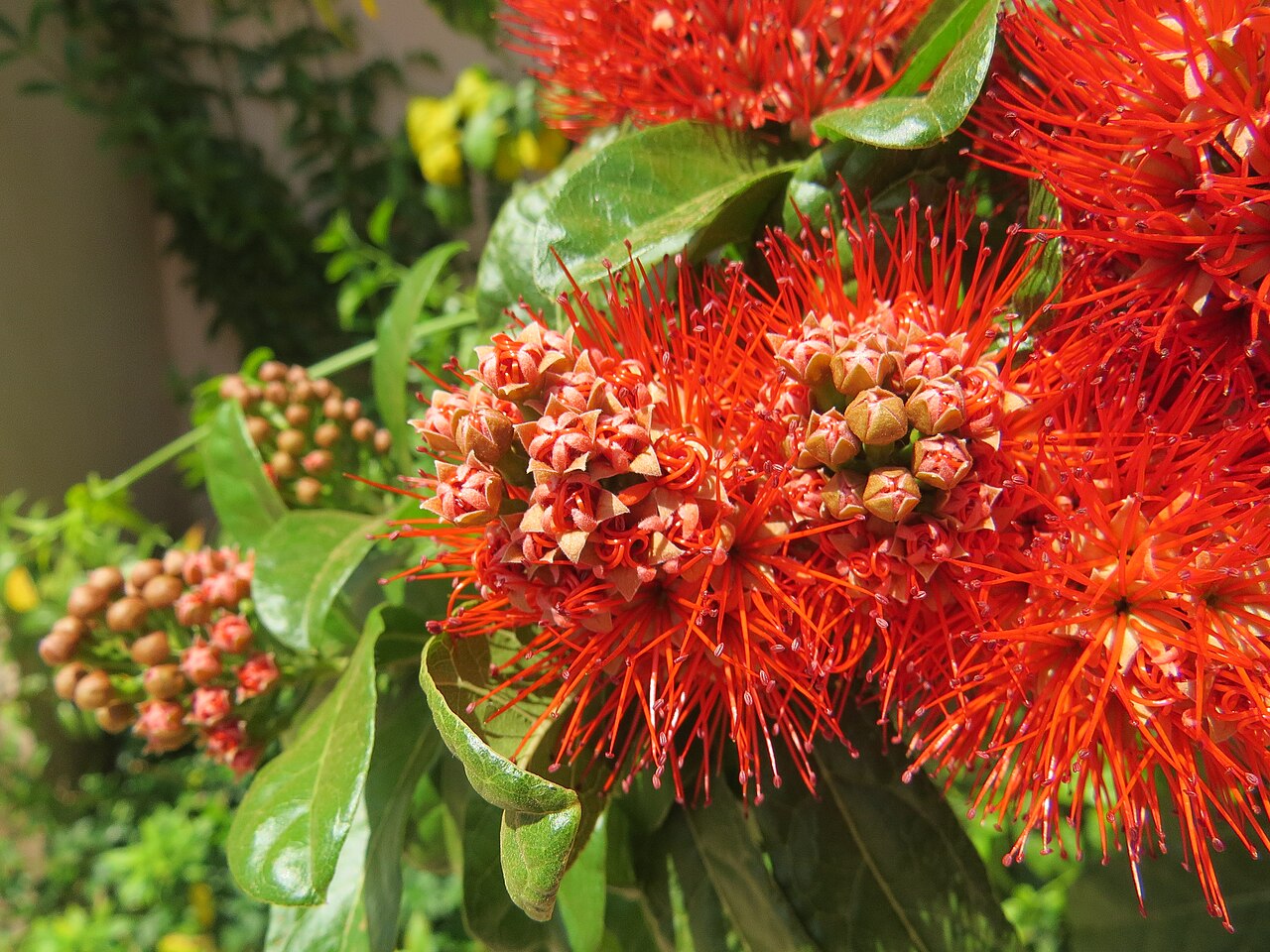 Combretum constrictum: Photos from Thenmala and South India tour 2014 by Vinayaraj