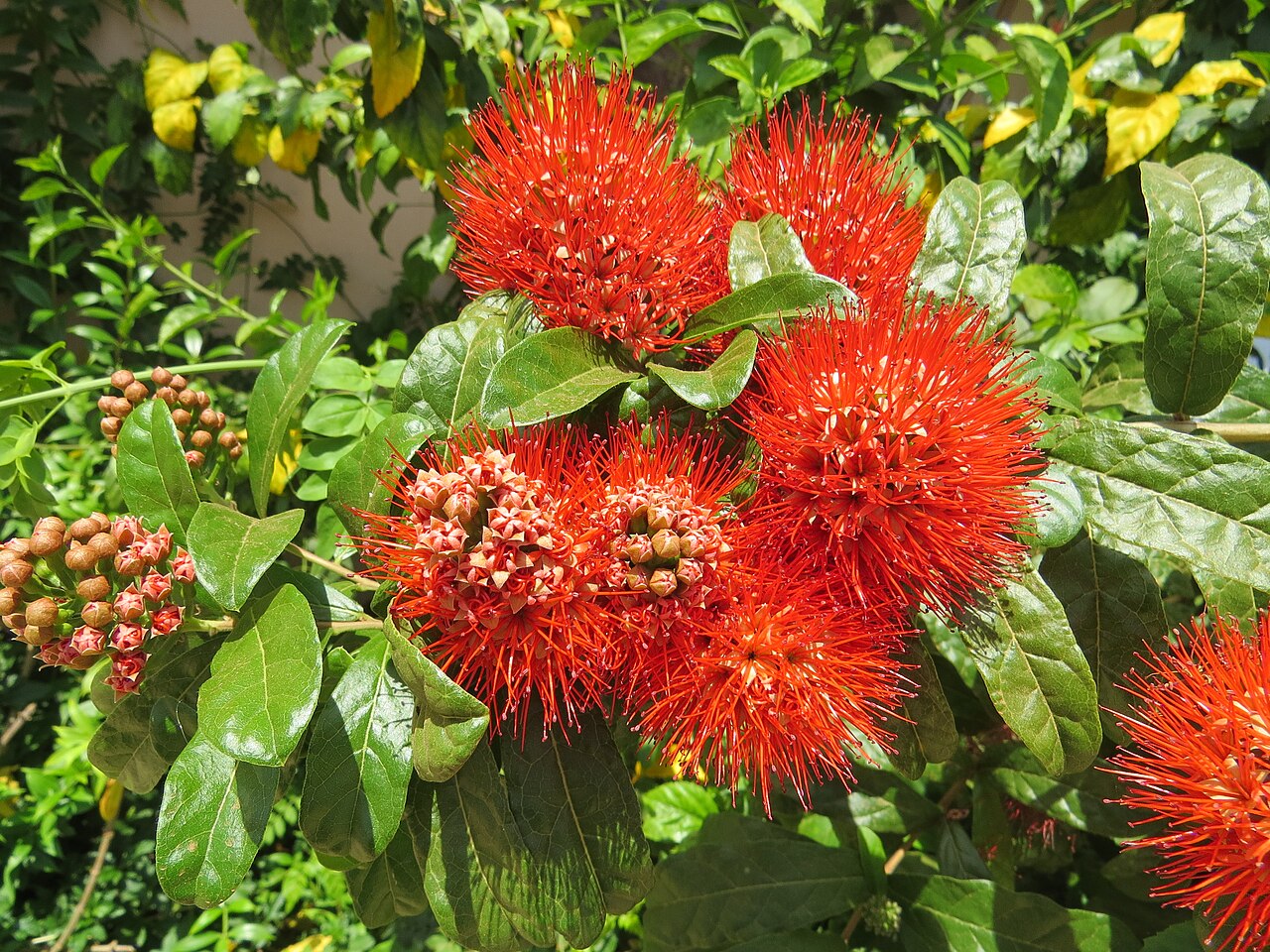 Combretum constrictum: Photos from Thenmala and South India tour 2014 by Vinayaraj