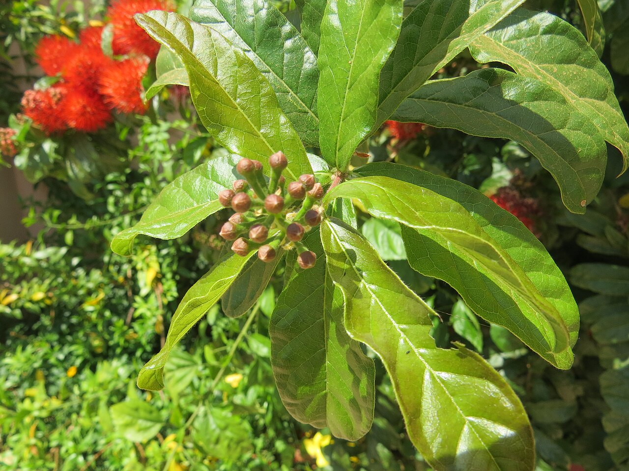 Combretum constrictum: Photos from Thenmala and South India tour 2014 by Vinayaraj