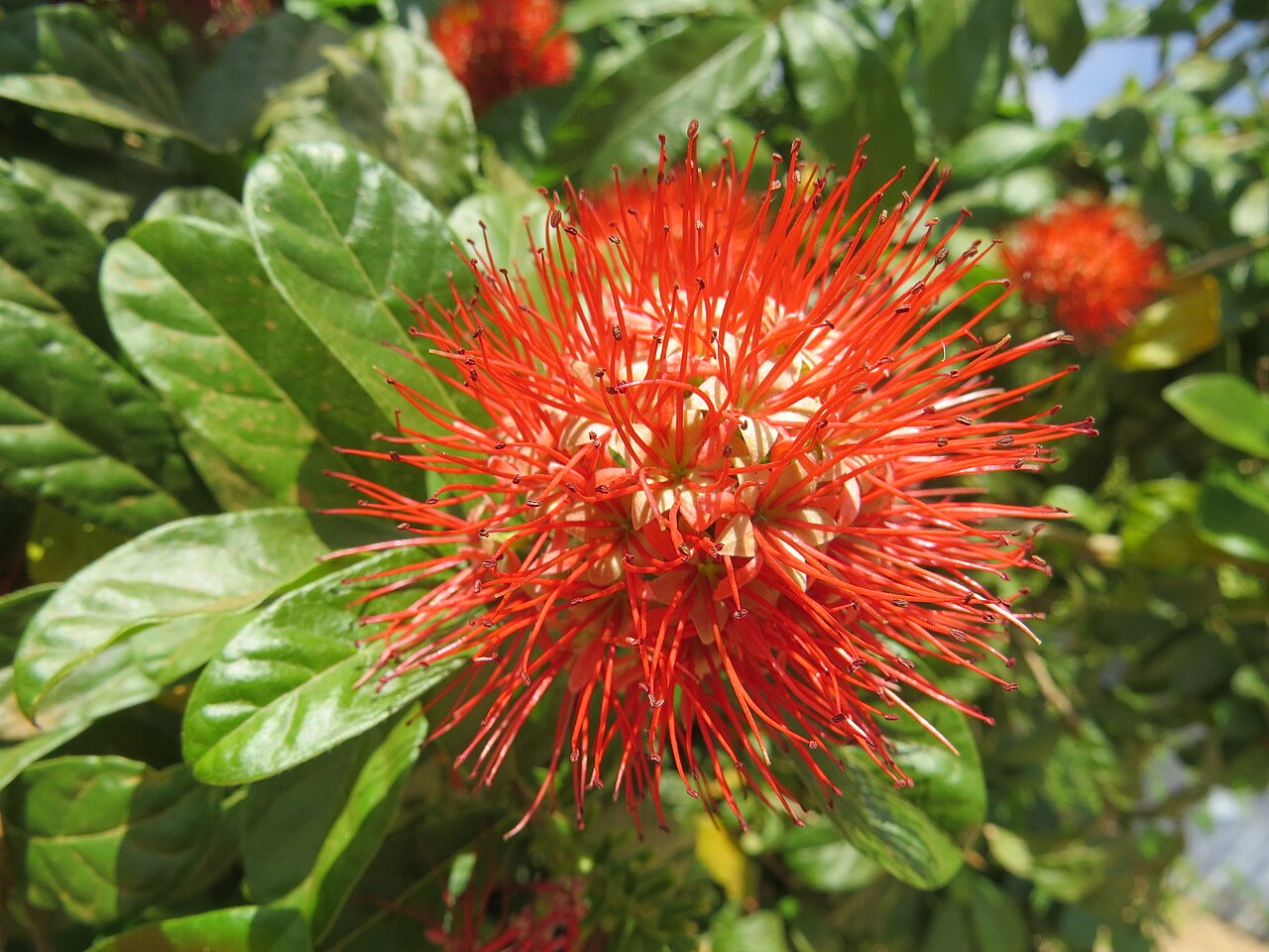 Combretum constrictum: Photos from Thenmala and South India tour 2014 by Vinayaraj