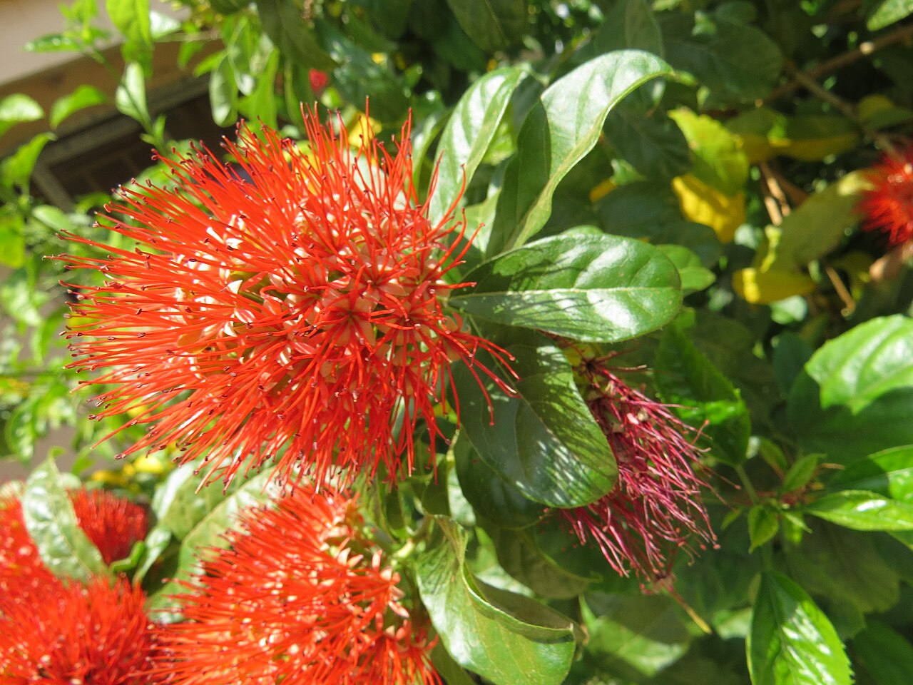 Combretum constrictum: Photos from Thenmala and South India tour 2014 by Vinayaraj