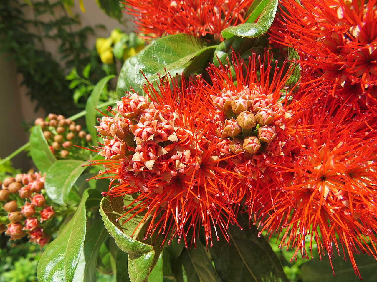 Combretum constrictum: Photos from Thenmala and South India tour 2014 by Vinayaraj
