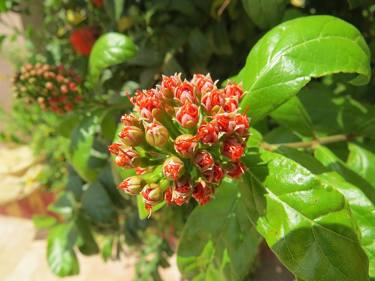 Combretum constrictum: Photos from Thenmala and South India tour 2014 by Vinayaraj