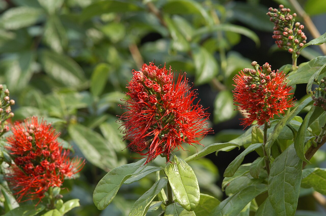 Combretum constrictum: Combretum constrictum