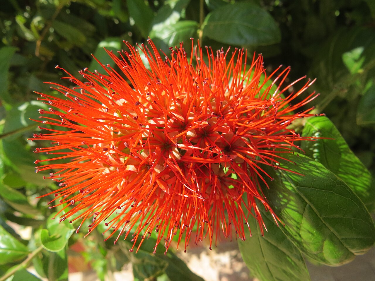 Combretum constrictum: Photos from Thenmala and South India tour 2014 by Vinayaraj