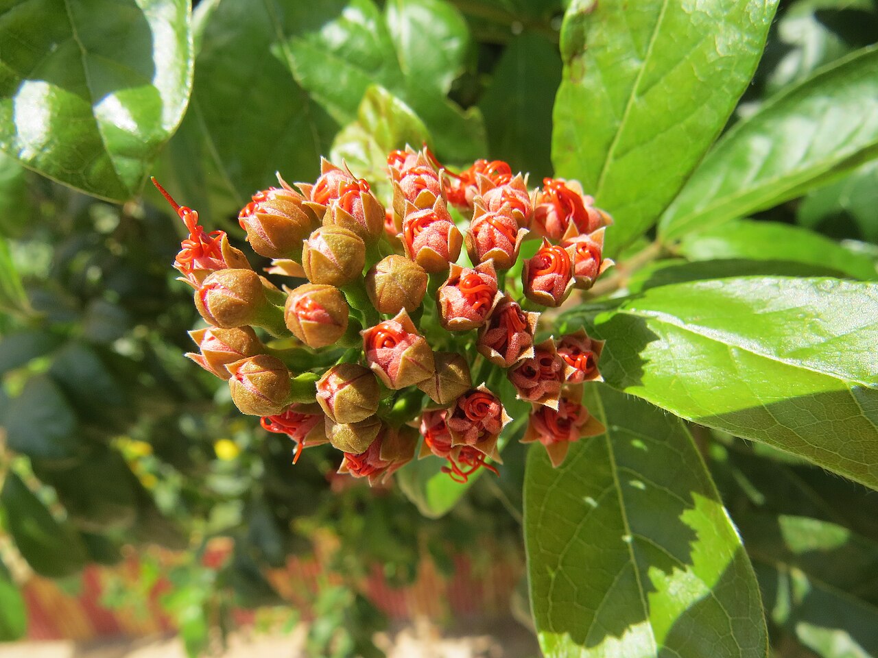 Combretum constrictum: Photos from Thenmala and South India tour 2014 by Vinayaraj