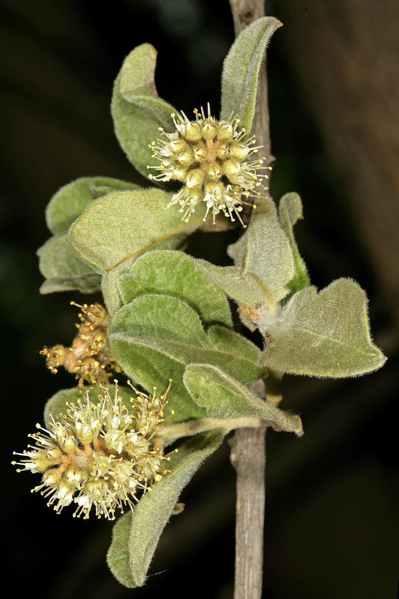 Russet bushwillow: Combretum hereroense , flowers; Pretoria National Botanical Garden, Pretoria, Gauteng, South Africa