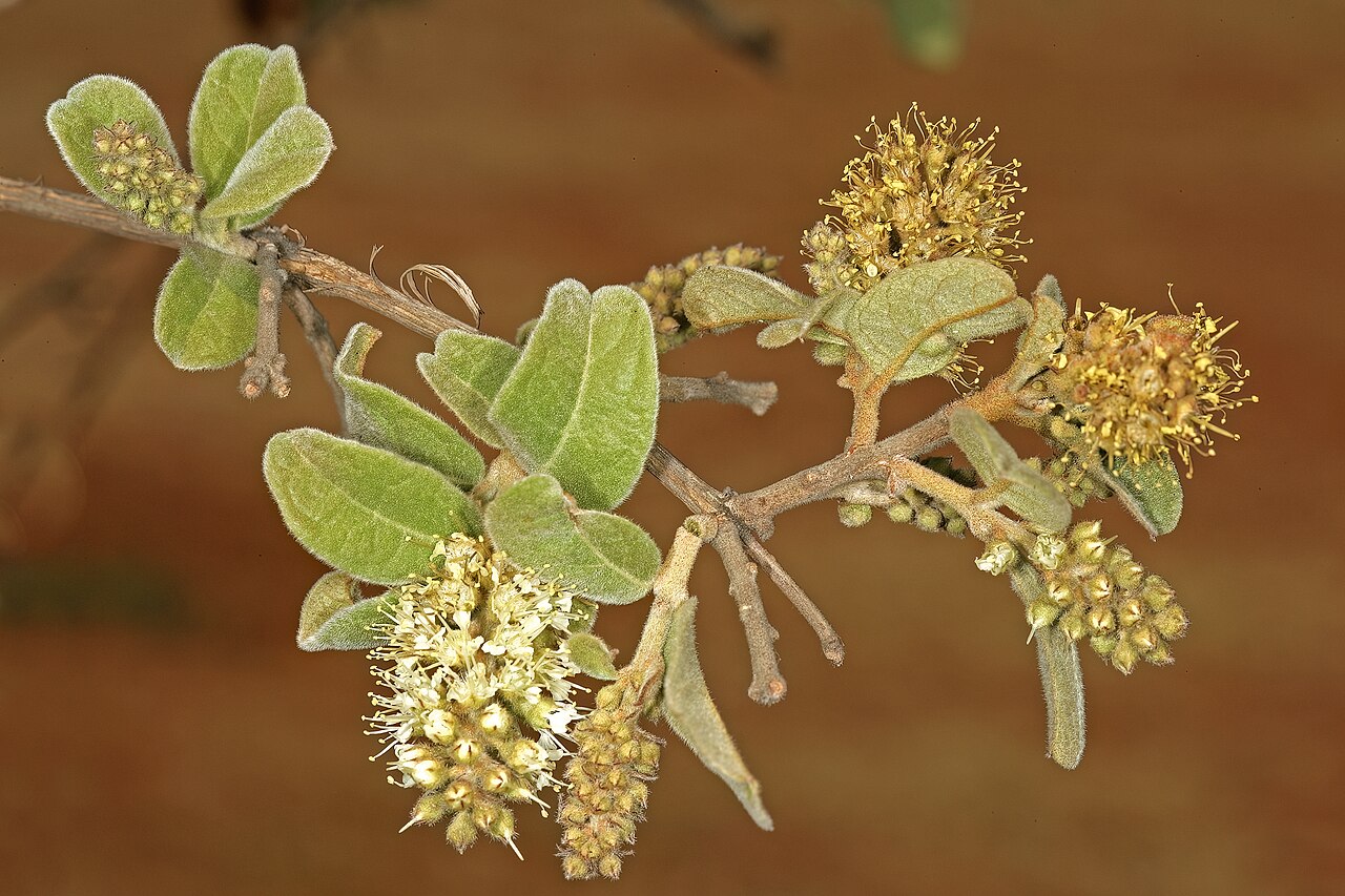 Russet bushwillow: Combretum hereroense , flowers; Kirstenbosch National Botanical Garden, Cape Town, Western Cape, South Africa
