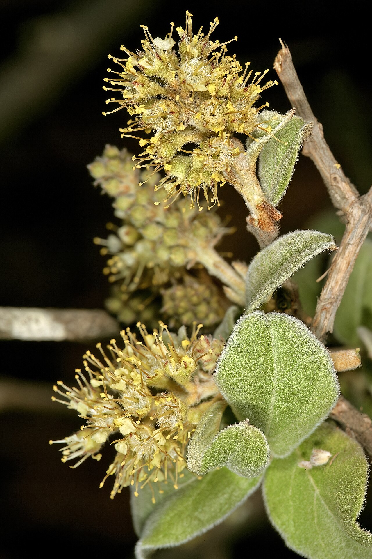 Russet bushwillow: Combretum hereroense , flowers; Kirstenbosch National Botanical Garden, Cape Town, Western Cape, South Africa