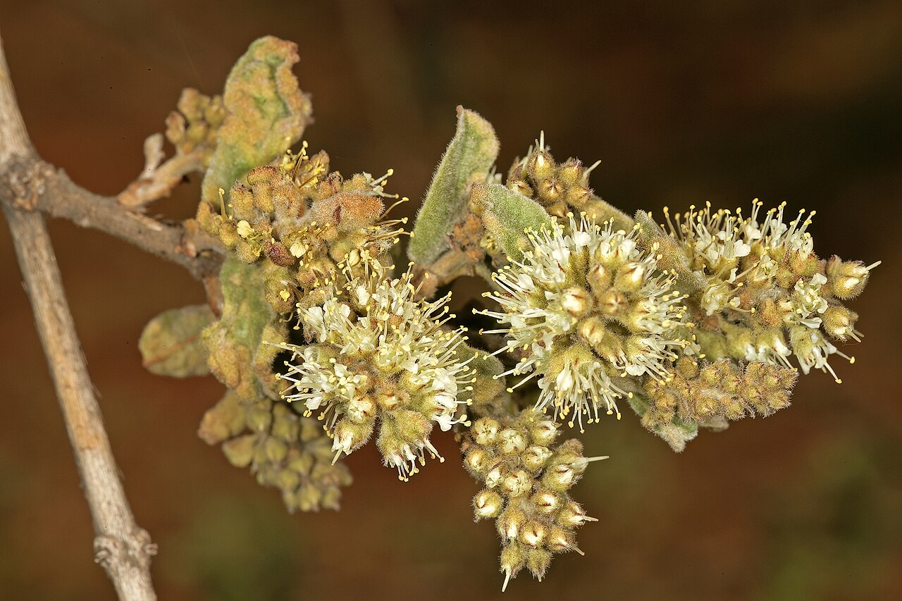 Russet bushwillow: Combretum hereroense , flowers; Kirstenbosch National Botanical Garden, Cape Town, Western Cape, South Africa