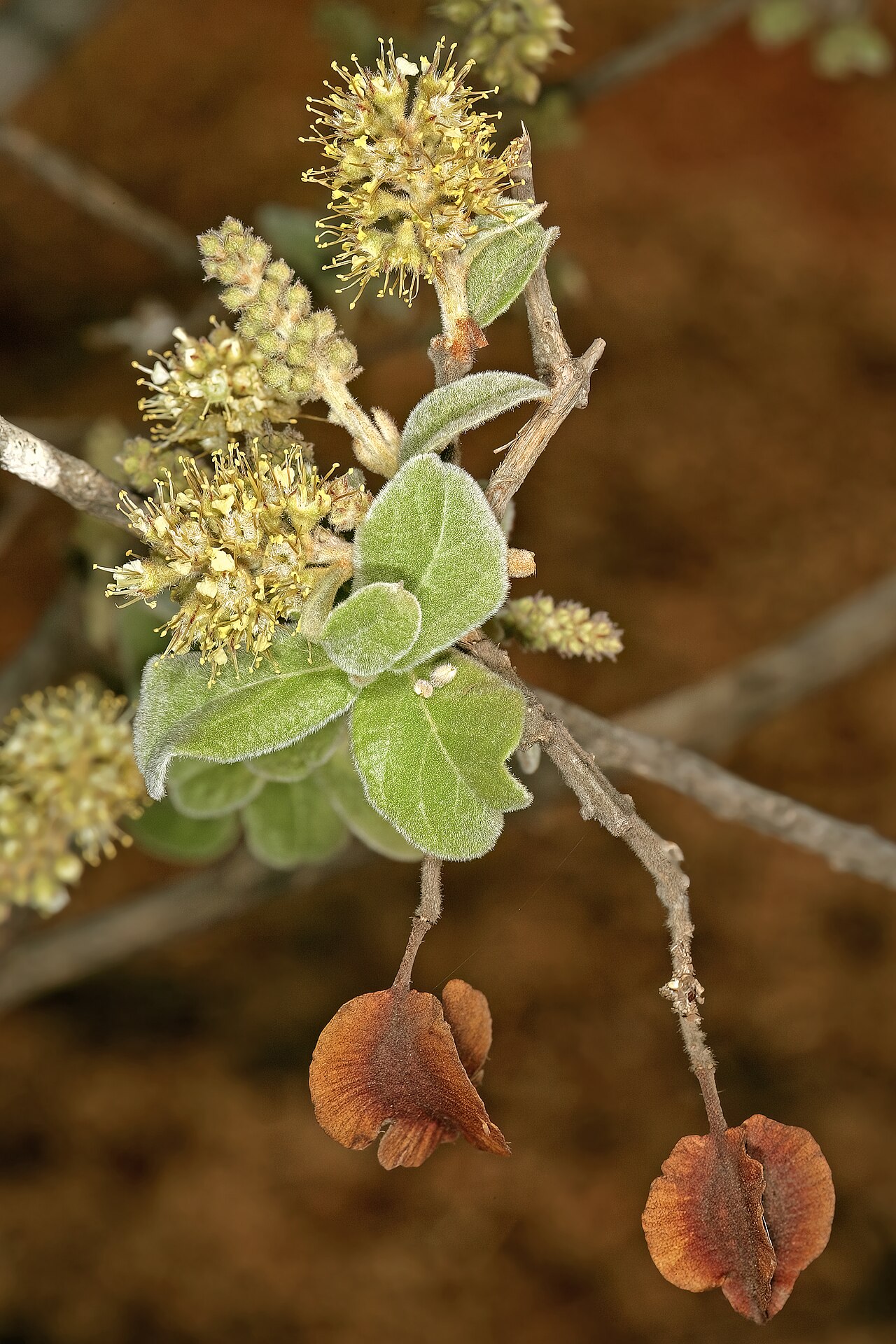 Russet bushwillow: Combretum hereroense , flowers and fruit (from previous flowering season); Kirstenbosch National Botanical Garden, Cape Town, Western Cape, South Africa
