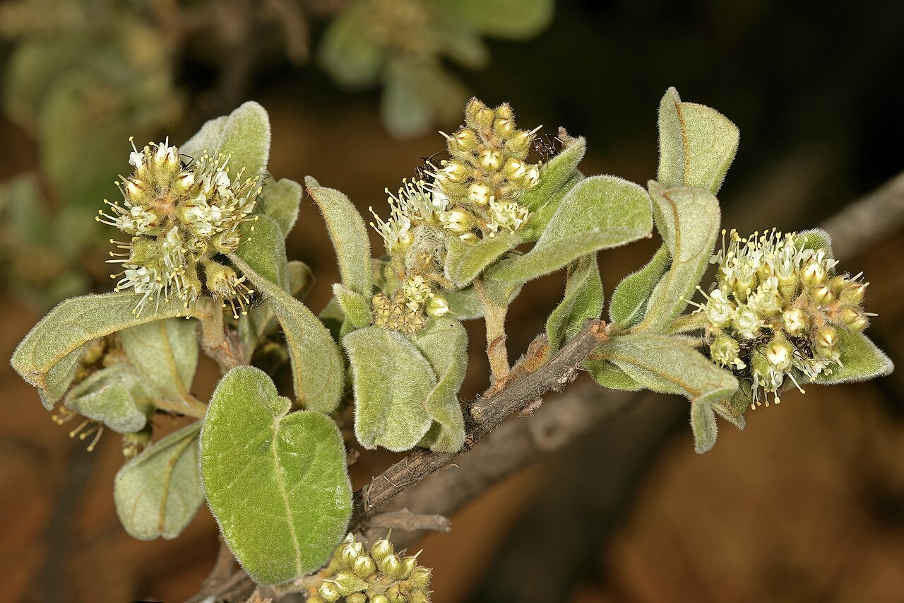 Russet bushwillow: Combretum hereroense , flowers; Kirstenbosch National Botanical Garden, Cape Town, Western Cape, South Africa