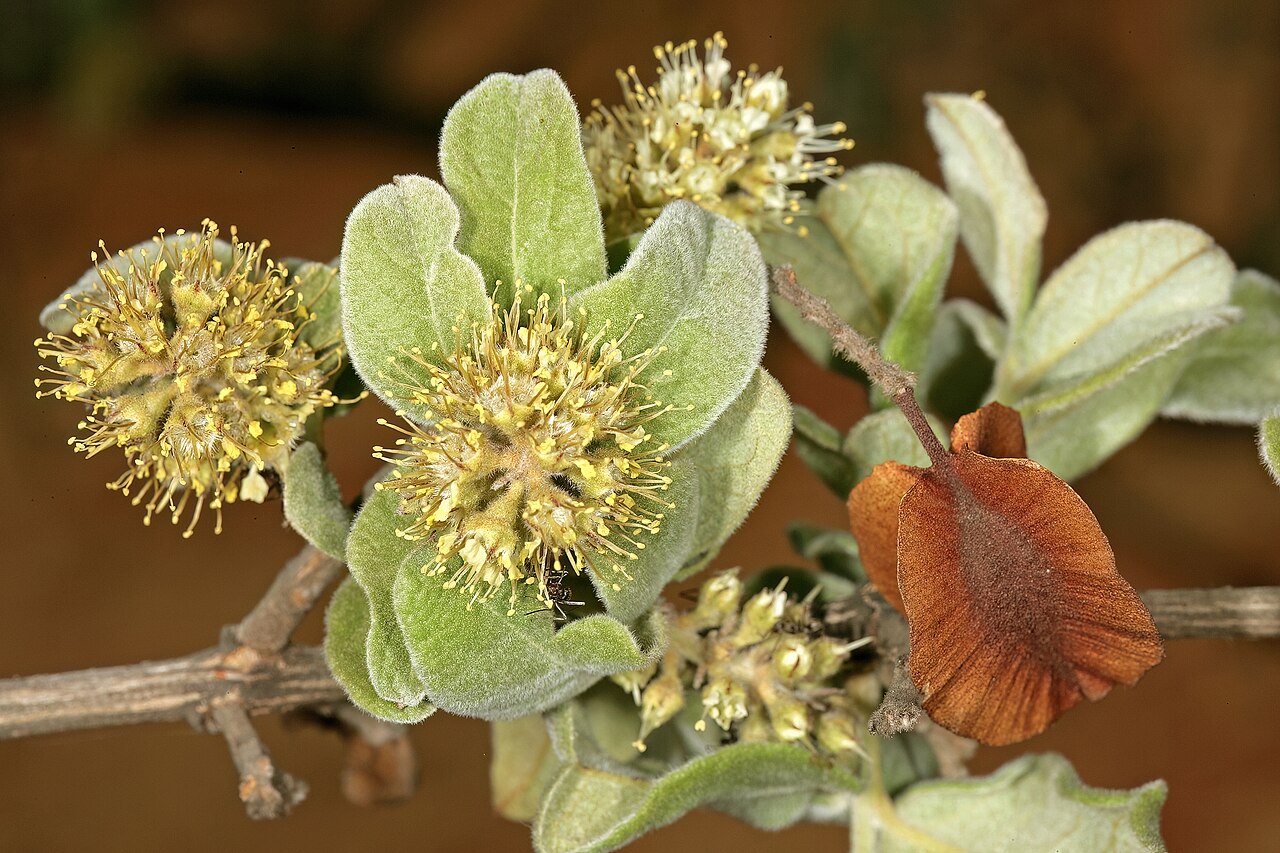 Russet bushwillow: Combretum hereroense , flowers and fruit (from previous flowering season); Kirstenbosch National Botanical Garden, Cape Town, Western Cape, South Africa