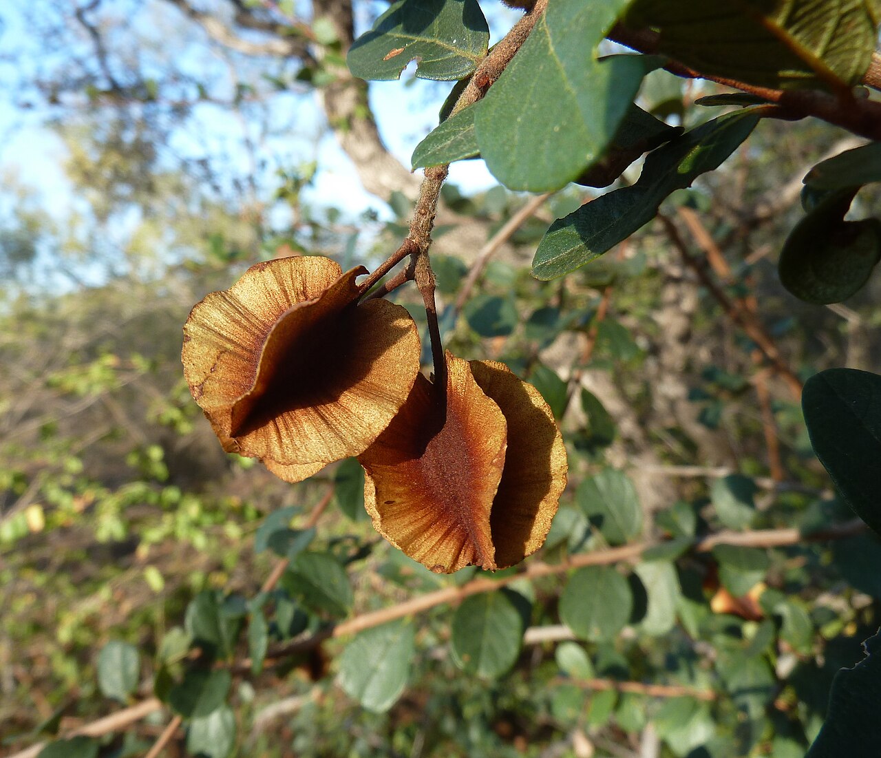 Russet bushwillow: Winged fruit of a Russet bushwillow at Zinyathi lodge, Steenbokpan, Limpopo