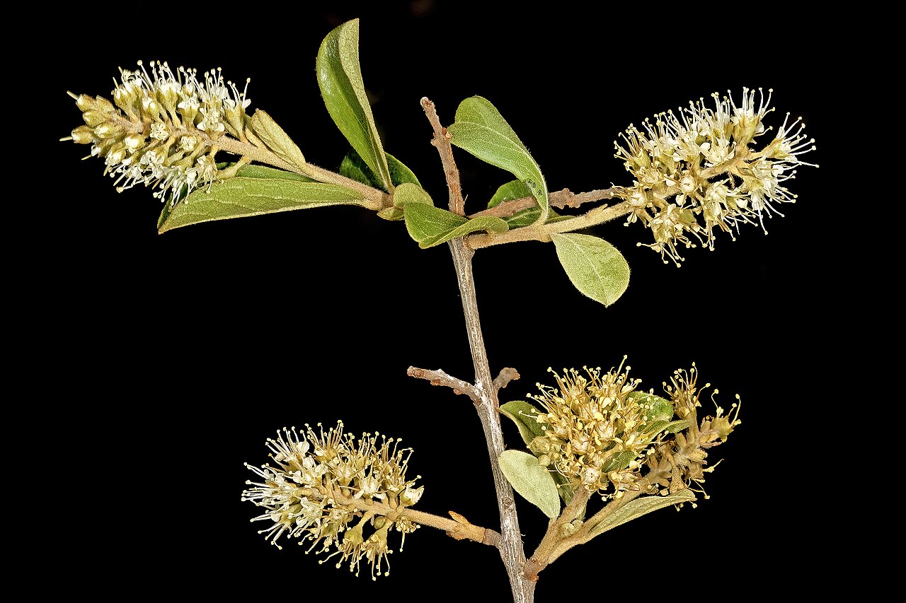 Russet bushwillow: Combretum hereroense , flowers; Soutpansberg, vicinity of Louis Trichardt, Limpopo, South Africa