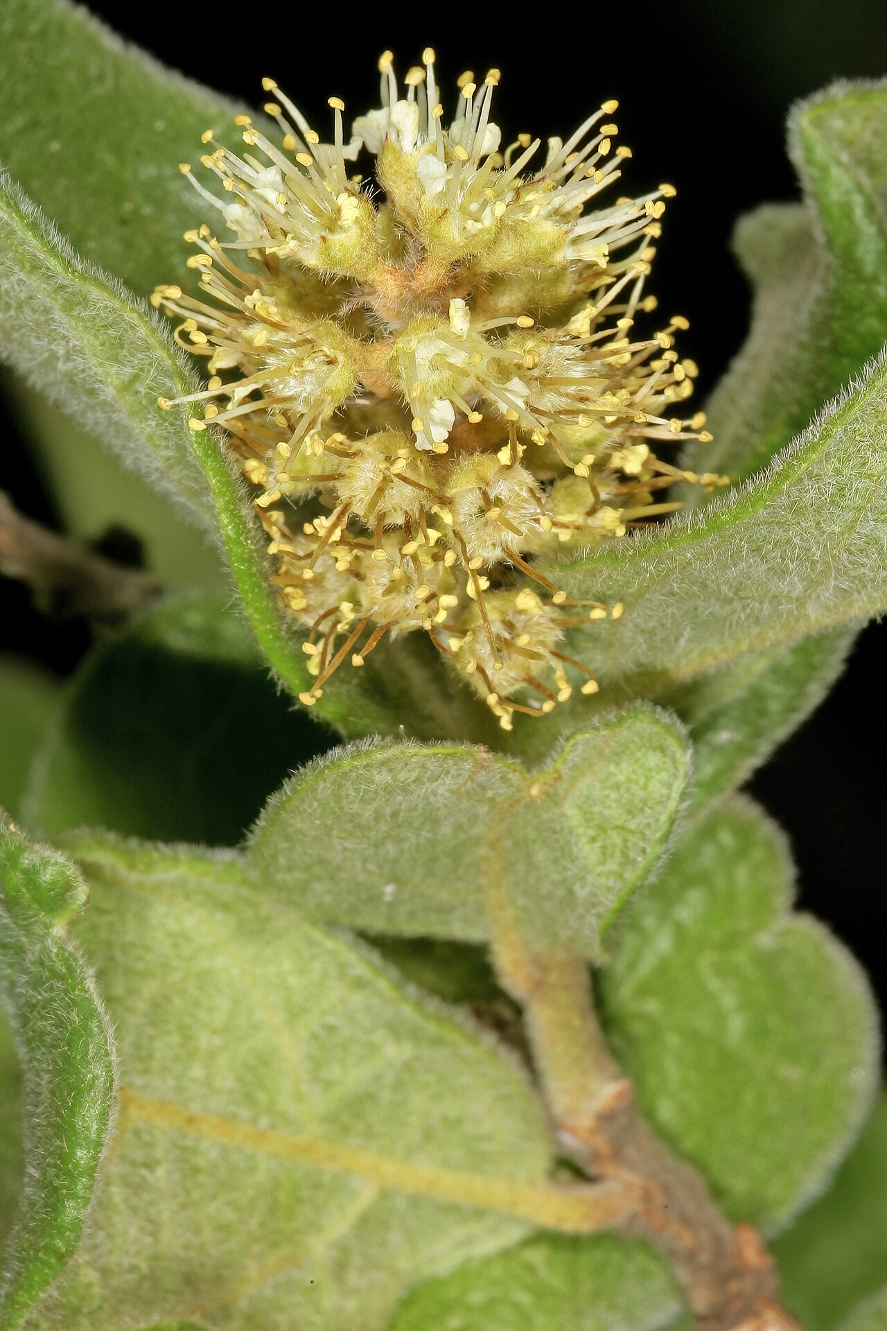 Russet bushwillow: Combretum hereroense , flowers; Pretoria National Botanical Garden, Pretoria, Gauteng, South Africa