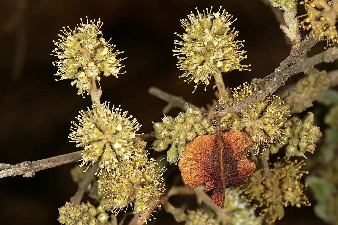 Russet bushwillow: Combretum hereroense , flowers and fruit (from previous flowering season); Kirstenbosch National Botanical Garden, Cape Town, Western Cape, South Africa