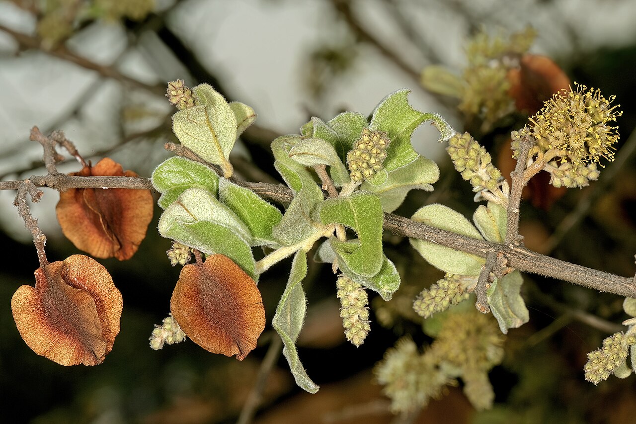 Russet bushwillow: Combretum hereroense , flowers and fruit (from previous flowering season); Kirstenbosch National Botanical Garden, Cape Town, Western Cape, South Africa