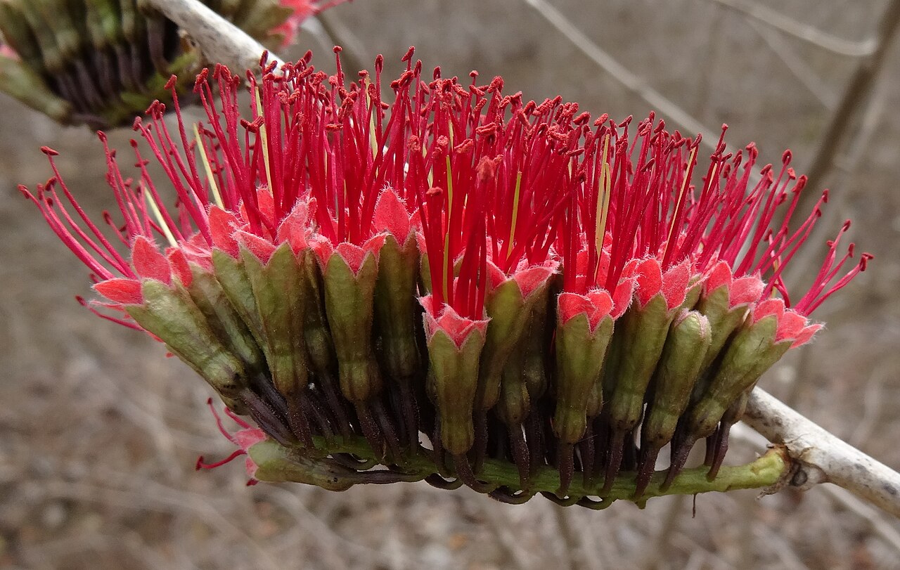 Combretum holstii: Combretum holstii 2