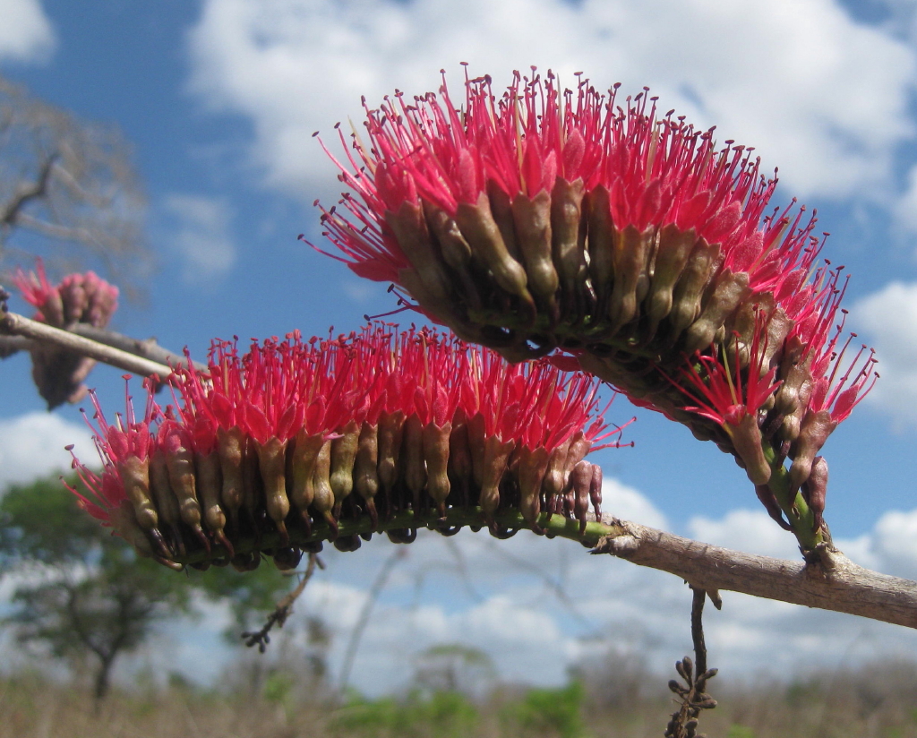Combretum holstii: Flowering Mozambique Burning-bush Combretum close to Metuge in Cabo Delgado province of Mozambique.