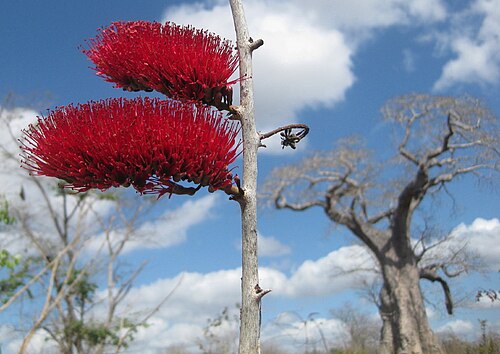 Combretum holstii: Dry season picture with Mozambique Burning-bush (Combretum holstii) and a baobab tree.