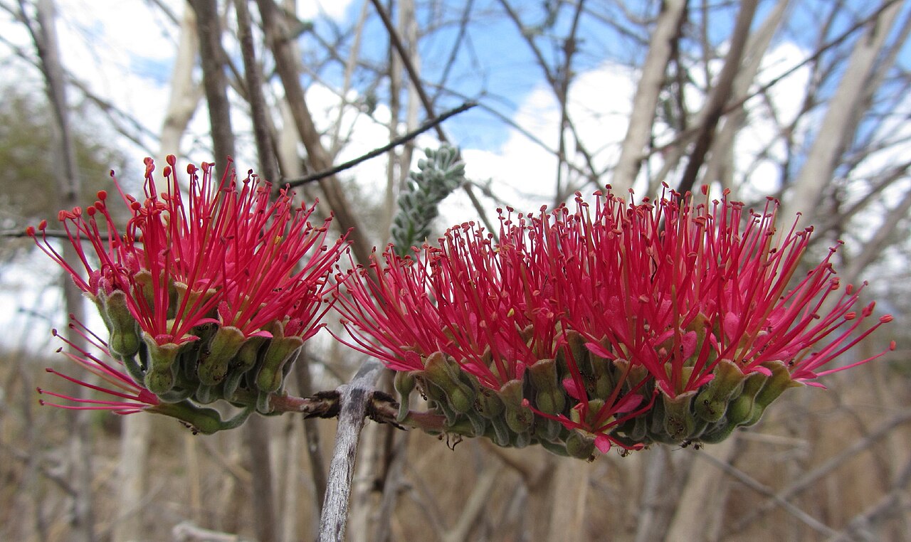 Combretum holstii: Red firy flowers of Combretum holstii in an otherwise drab dry season landscape of the African bush.