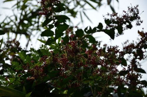 Burma creeper (Combretum indicum)