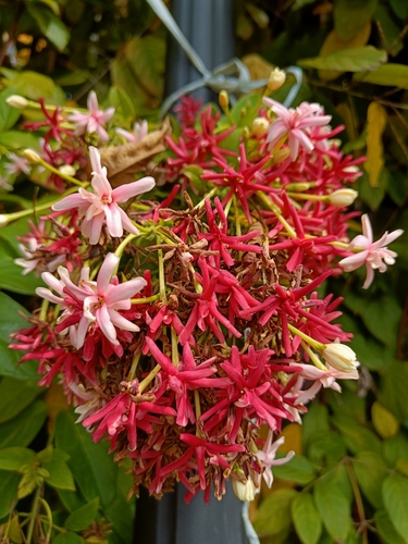 Burma creeper (Combretum indicum)