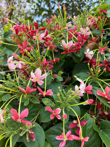Burma creeper