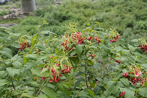Burma creeper: Lonavla