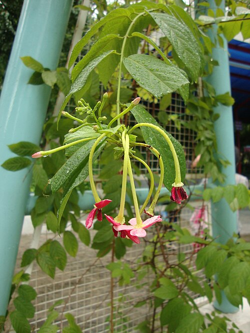 Burma creeper: Sử quân tử cánh kép, trang leo