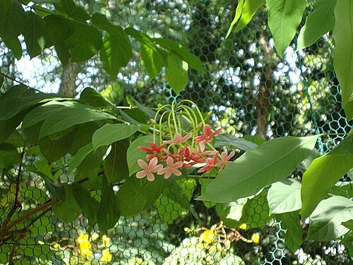 Burma creeper: Sử quân tử cánh kép, trang leo