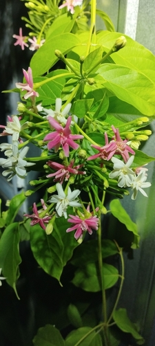 Burma creeper (Combretum indicum)