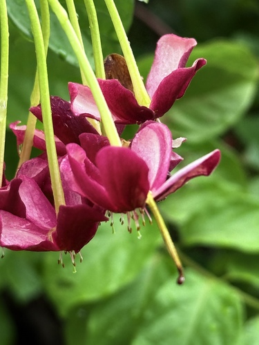 Burma creeper (Combretum indicum)