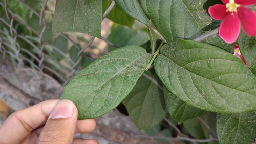 Burma creeper (Combretum indicum)