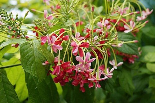 Burma creeper: Chinese Honeysuckle, Rangoon Creeper