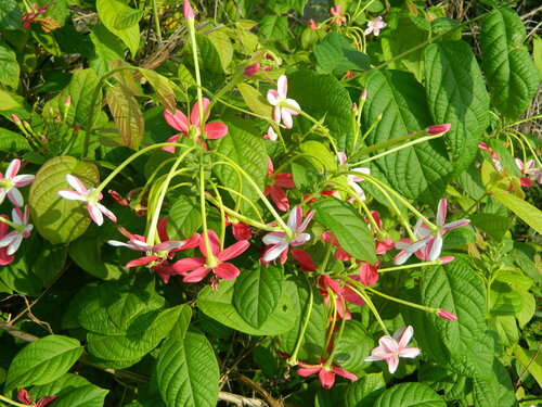 Burma creeper (Combretum indicum)