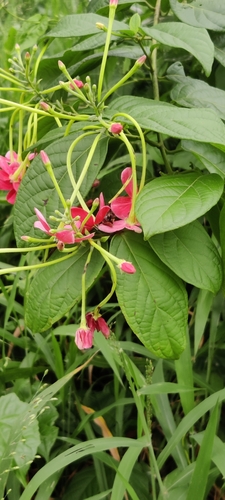 Burma creeper (Combretum indicum)
