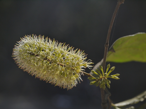 Combretum latifolium (Combretum latifolium)