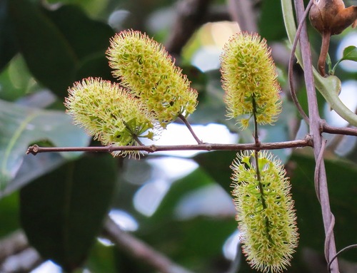 Combretum latifolium (Combretum latifolium)