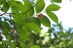 Combretum latifolium (Combretum latifolium)