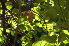 Combretum latifolium (Combretum latifolium)